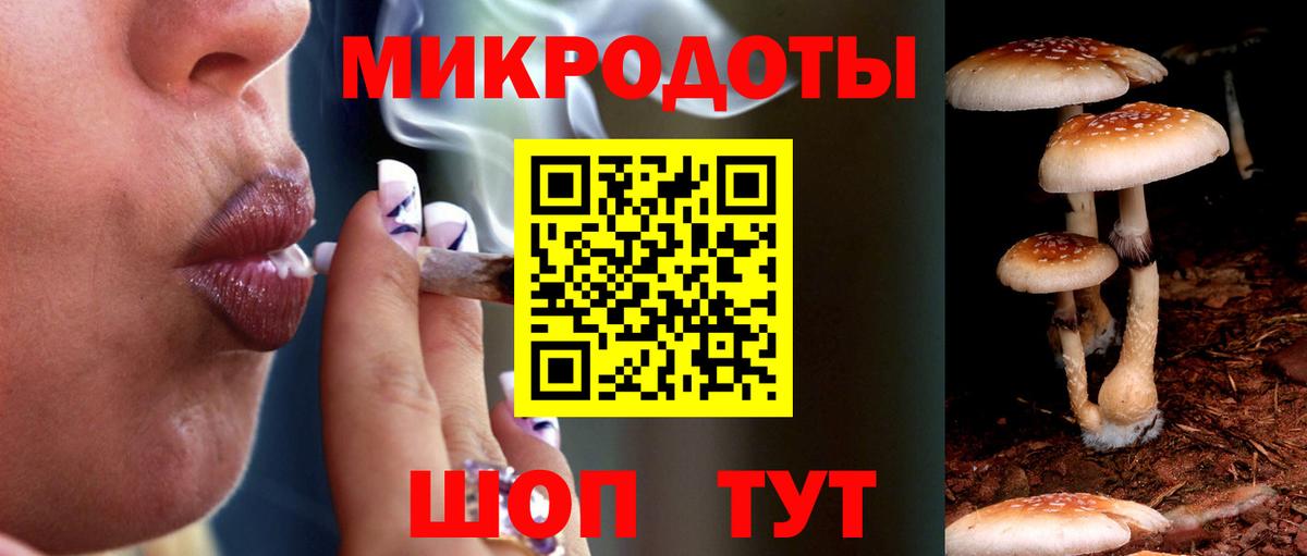 Галлюциногенные грибы Psilocybine cubensis Полысаево